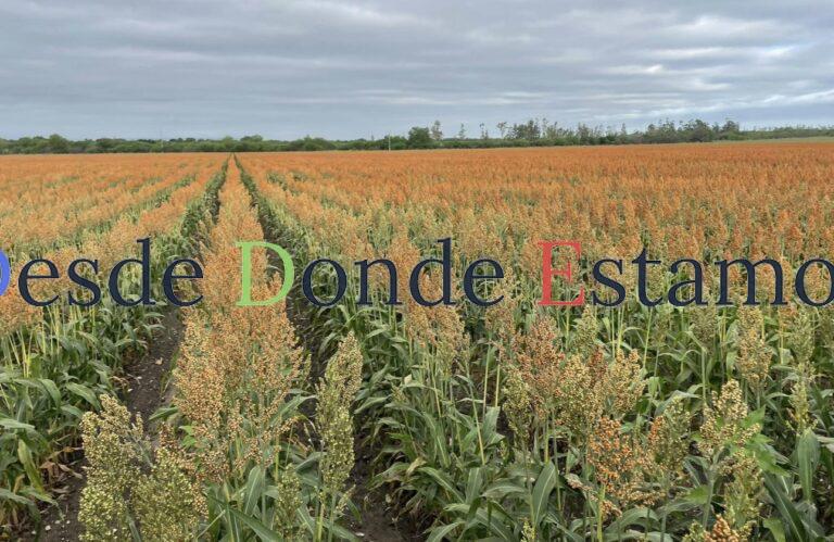 Precio por tonelada de sorgo, no depende del gobierno