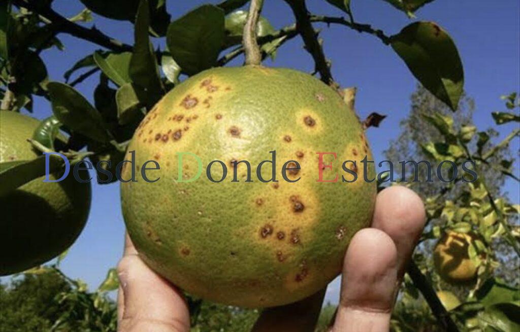 Pega “dragón amarillo” a cuatro mil 500 hectáreas de cítricos