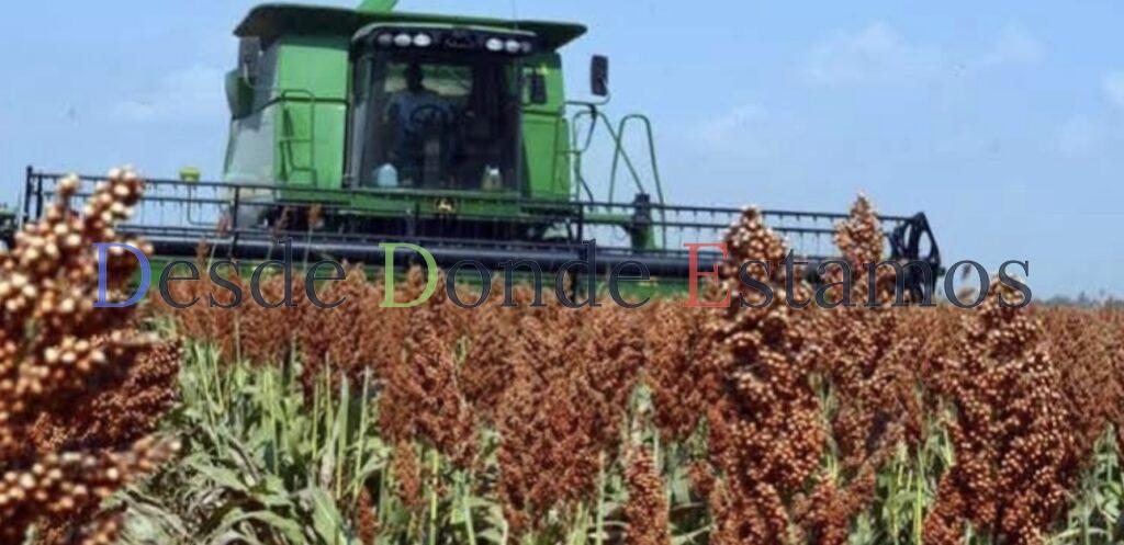 Plagas afectan cultivos de sorgo, maíz y cítricos