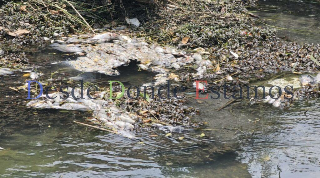 Activan respuesta por mortandad peces en canal de El Mante