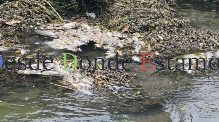 Activan respuesta por mortandad peces en canal de El Mante