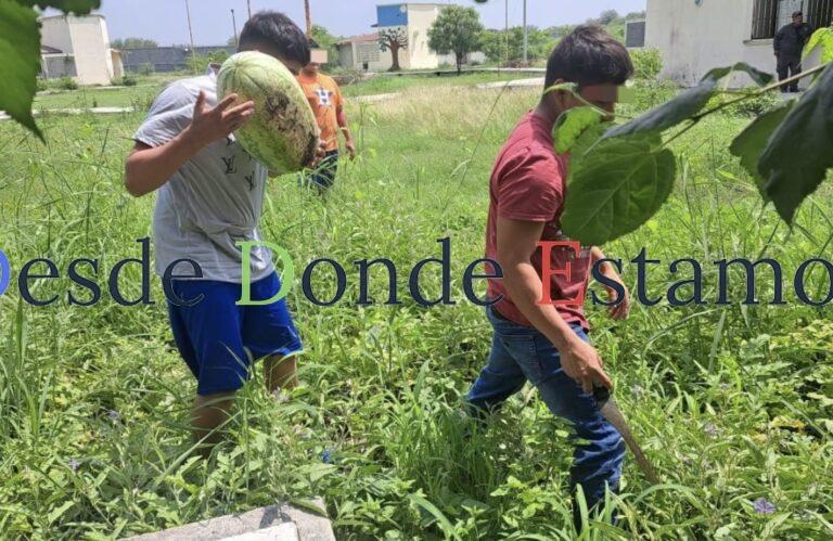 Adolescentes siembran y cosechan sandías en huertos comunitarios