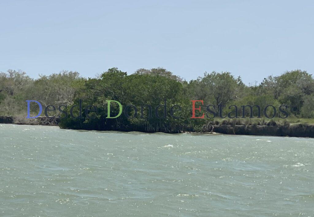 Ecosistemas de manglar, los más afectados por el cambio climático