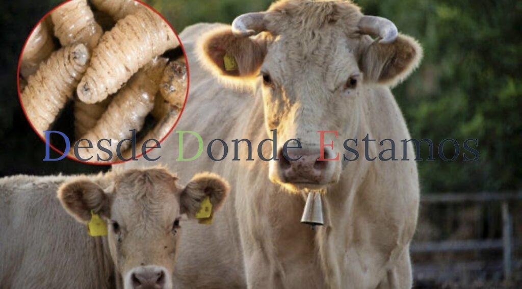 Gusano barrenador se encuentra en Veracruz