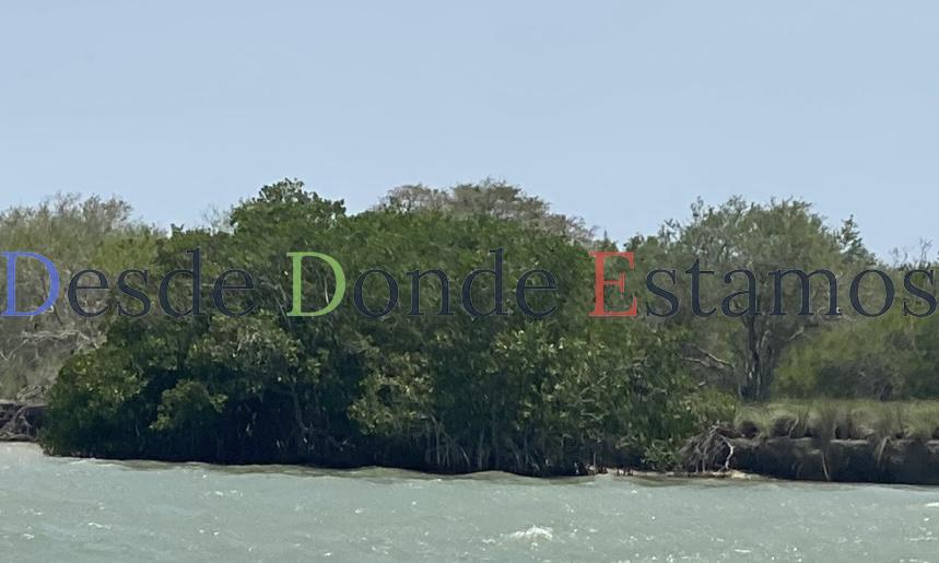 Preocupante deforestación de manglares en la costa de Tamaulipas