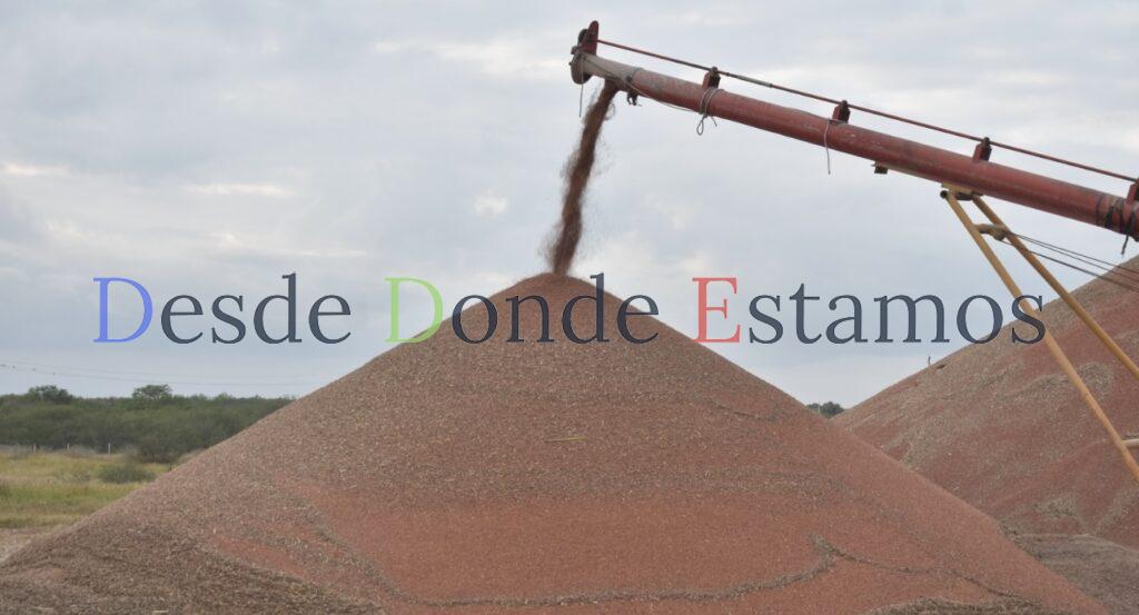 Precio por tonelada de sorgo podría llegar a mil pesos