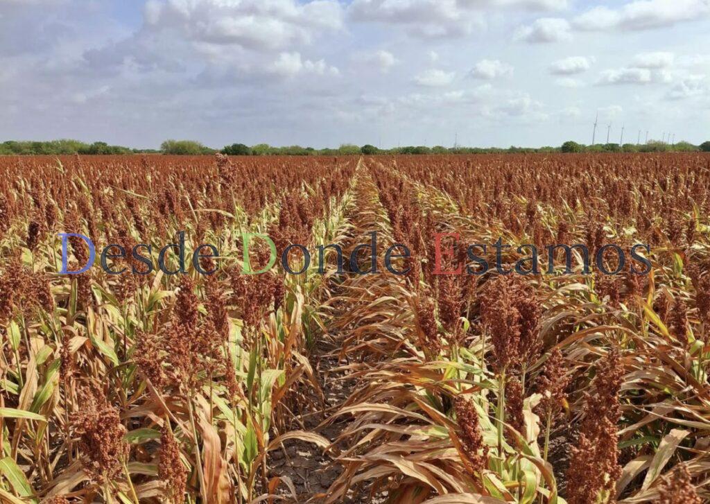 Piden a Guardia Nacional dejar circular camiones con sorgo