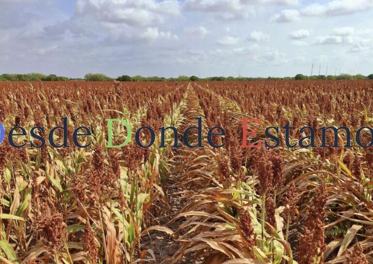 Piden a Guardia Nacional dejar circular camiones con sorgo