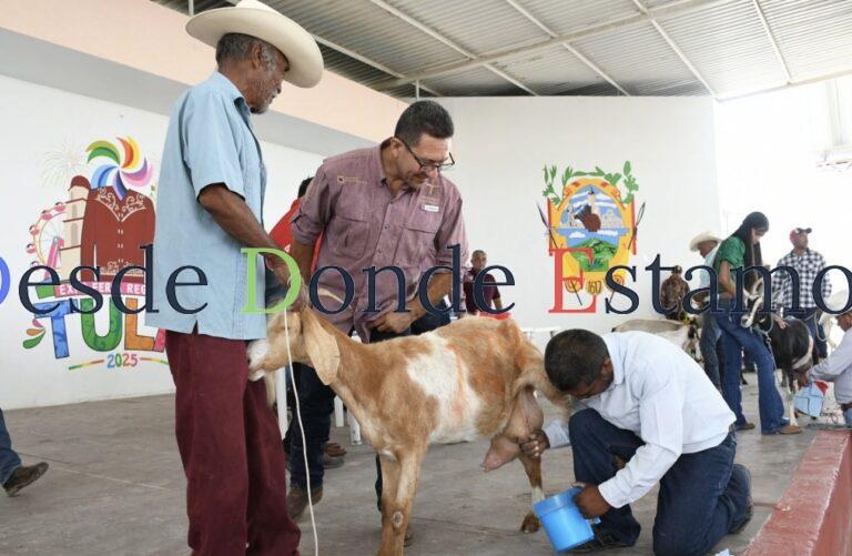 Fortalecen el sector caprino en Tula con muestra regional