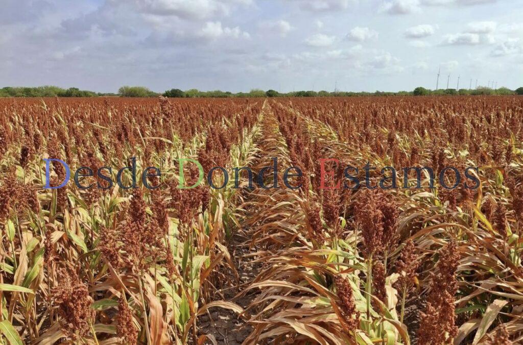 Mejoraría precio de sorgo por conflicto bélico