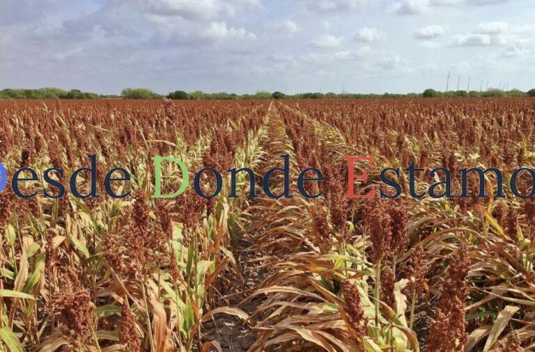 Mejoraría precio de sorgo por conflicto bélico