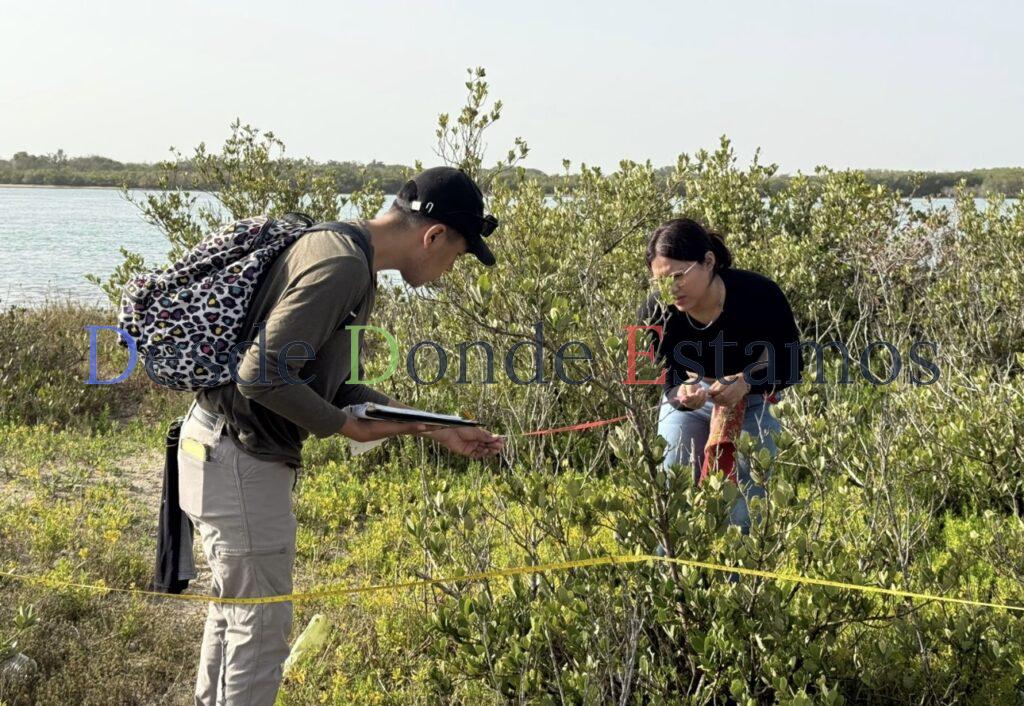 Colabora UAT en conservación del mangle en litoral tamaulipeco