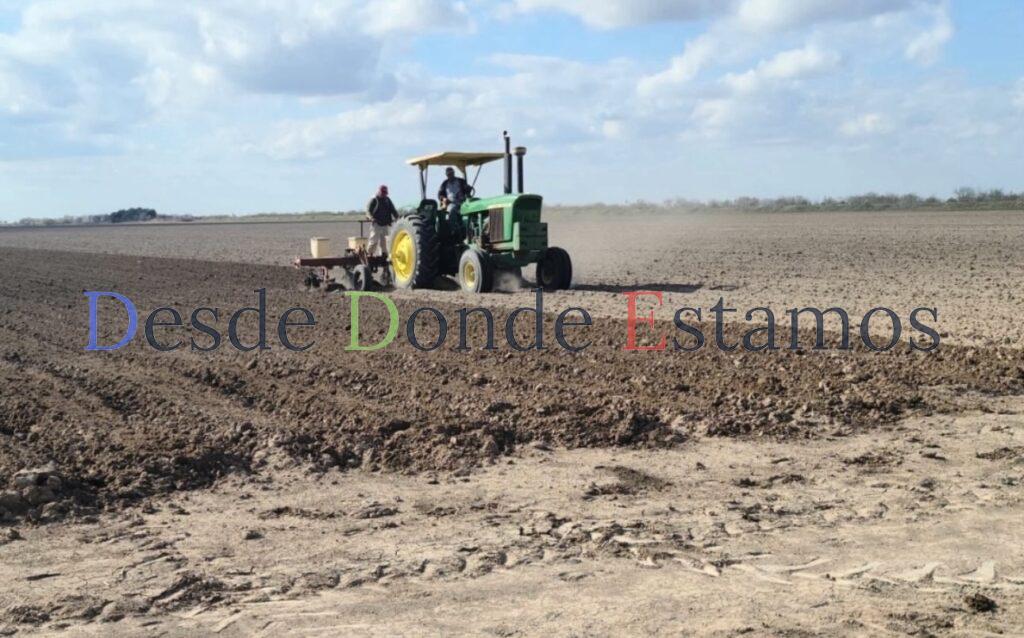 Dejarían de sembrar el 50 por ciento de la superficie de sorgo