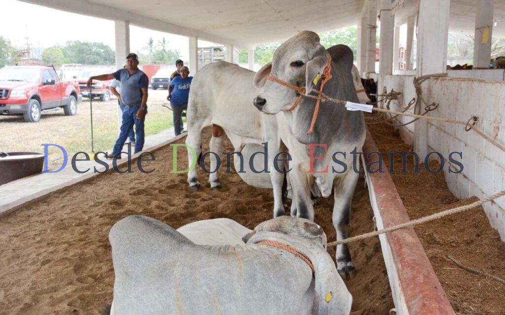 Reactivaran exportación de becerros a Estados Unidos