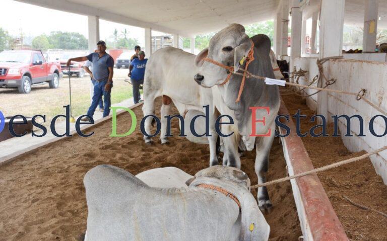 Reactivaran exportación de becerros a Estados Unidos