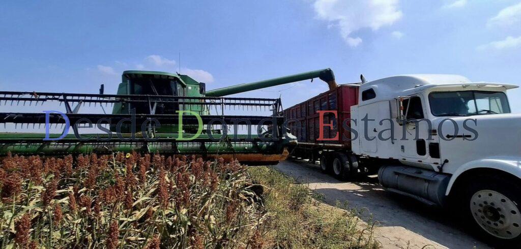 Por tercer año consecutivo sorgueros enfrentan pérdidas