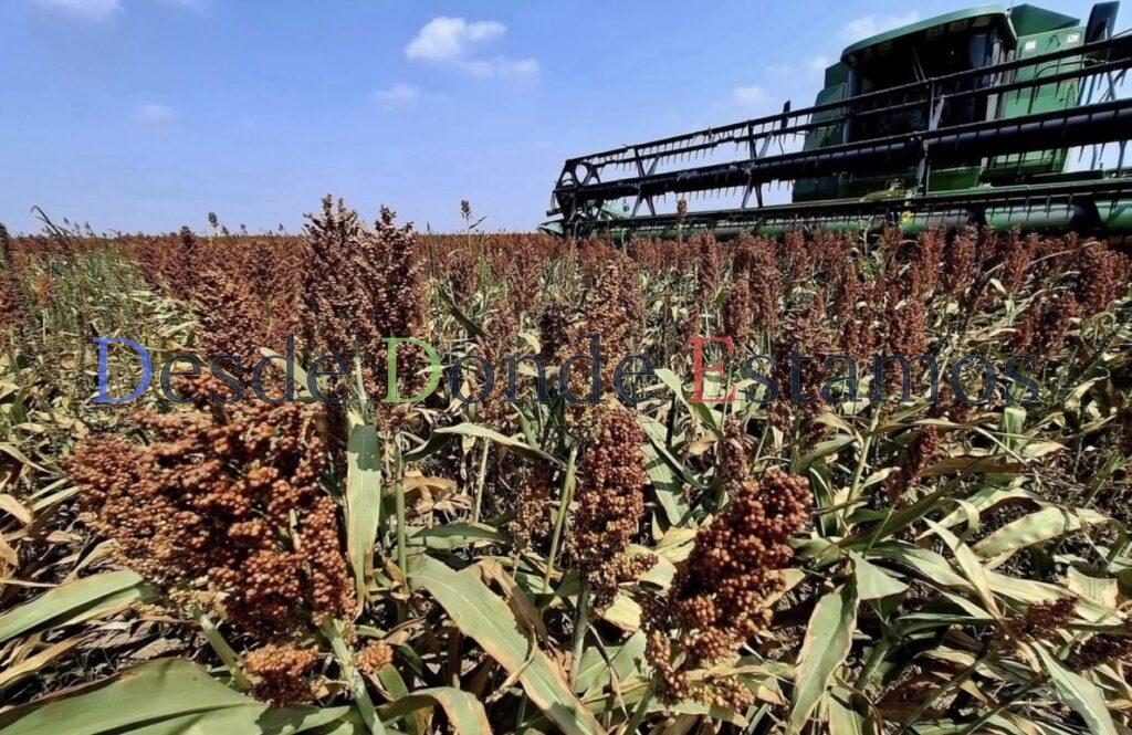 En riesgo un 15 % de la superficie de sorgo por exceso de humedad