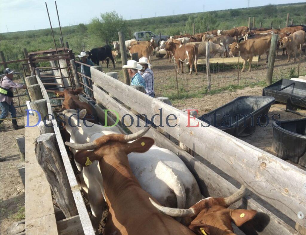 Reanudan exportación de ganado puesto en pie a EU el siete de julio