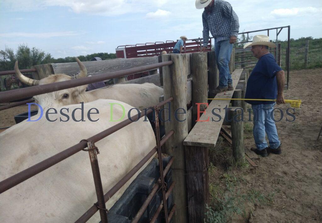 Refuerzan bienestar del sector ganadero con campaña gratuita de ivermectina