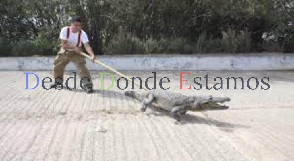 Capturan 400 cocodrilos durante emergencia en el sur