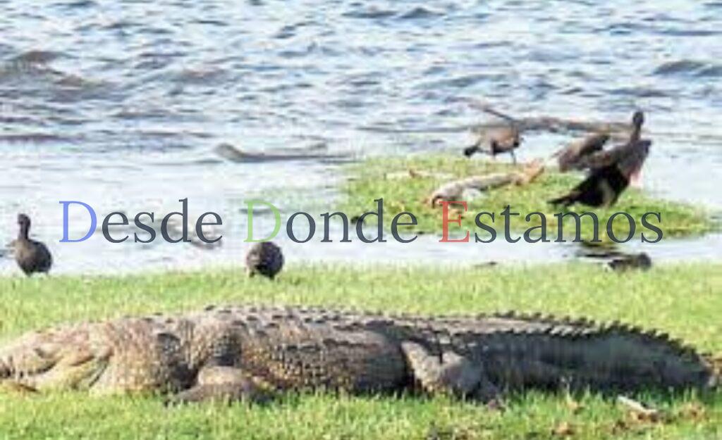 Realizarán estudios para atender problema de cocodrilos