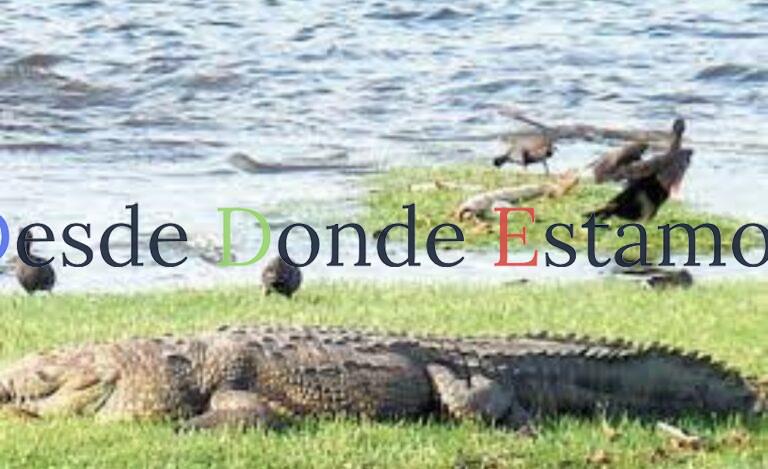 Realizarán estudios para atender problema de cocodrilos