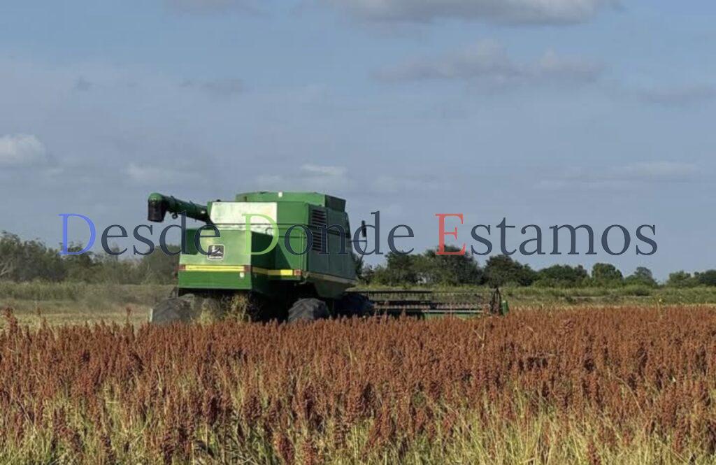 Bajó el rendimiento de sorgo y maíz por falta de agua