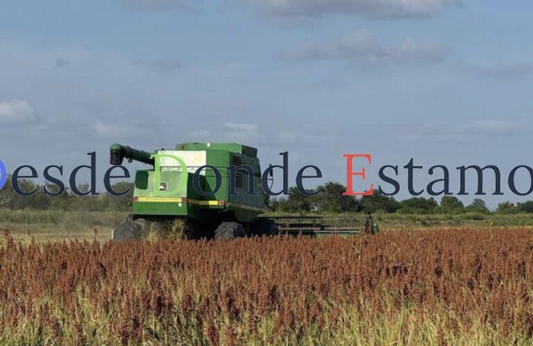 Bajó el rendimiento de sorgo y maíz por falta de agua