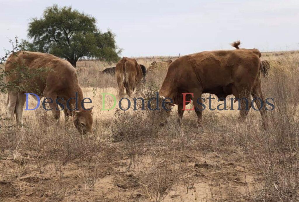 Cierran el paso a ganado proveniente del sur del país