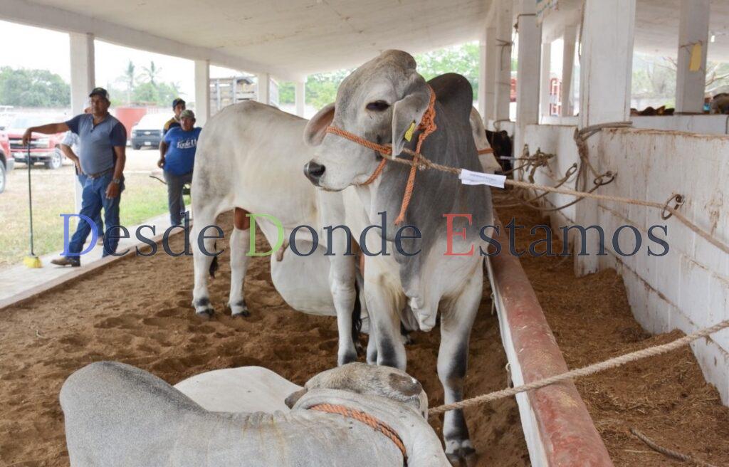 Mermó la exportación de ganado en 170 millones de pesos