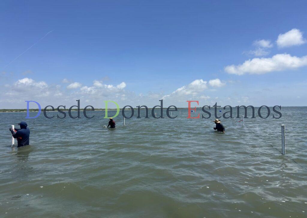 Refuerzan capacitación para impulsar acuacultura sustentable de ostión