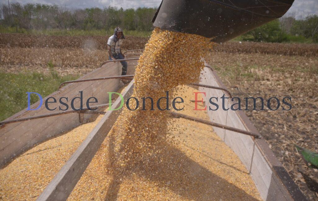 Desploma sequía rendimientos de producción de sorgo y maíz