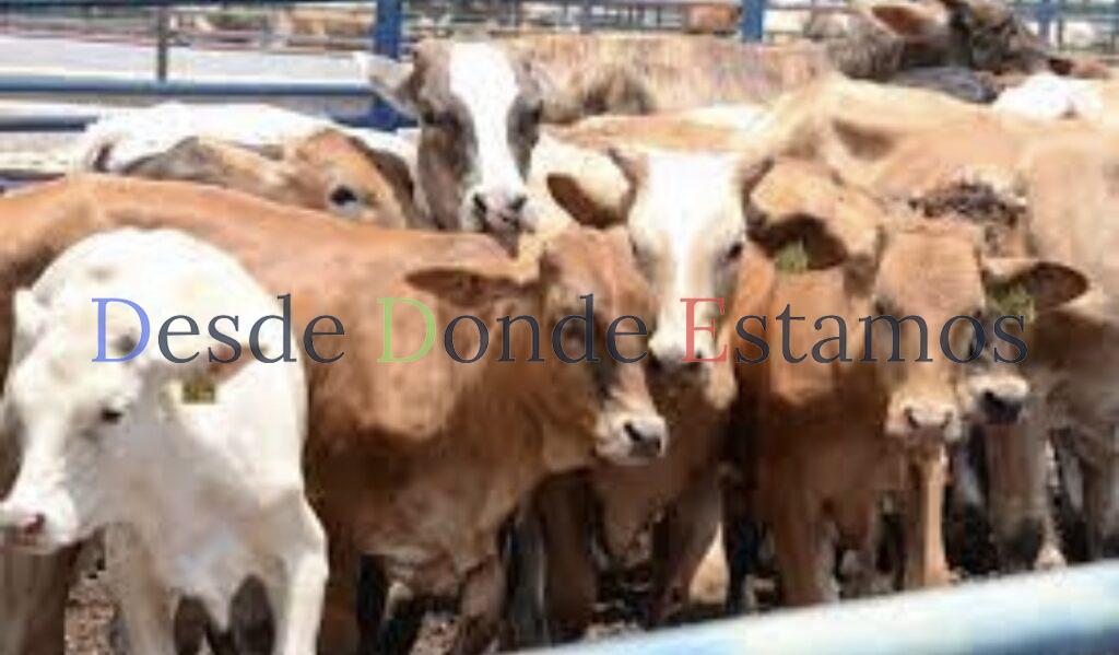 Se dejó de exportar más de 50 mil cabezas de ganado a EU