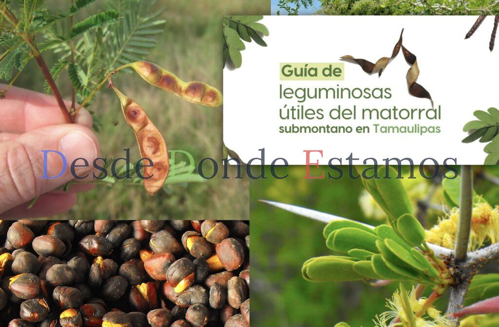 UAT invita a conocer sobre leguminosas y su aprovechamiento