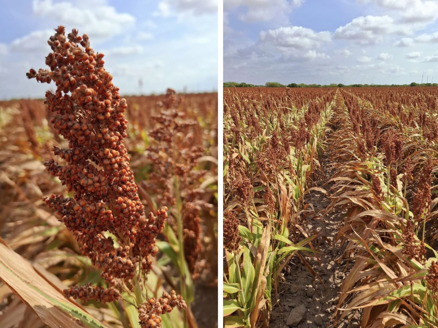 Peligran siembras de sorgo y maíz para el próximo ciclo: no hay dinero