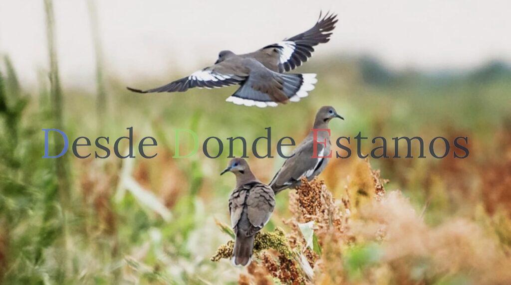 Inició temporada de caza de paloma ala blanca