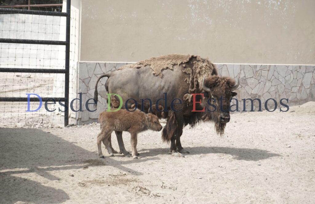 Nace cría de bisonte americano en el zoológico de Nuevo Laredo