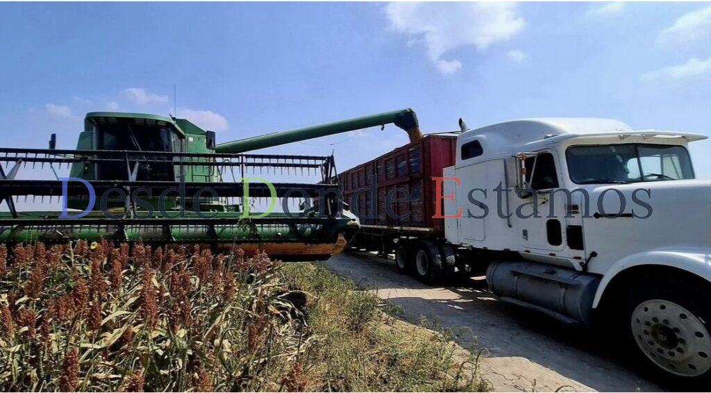 Pega sequía a cultivos de sorgo y maíz