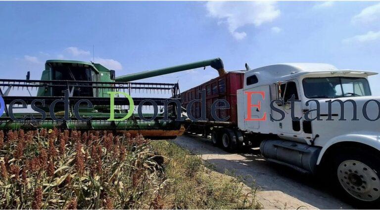 Pega sequía a cultivos de sorgo y maíz