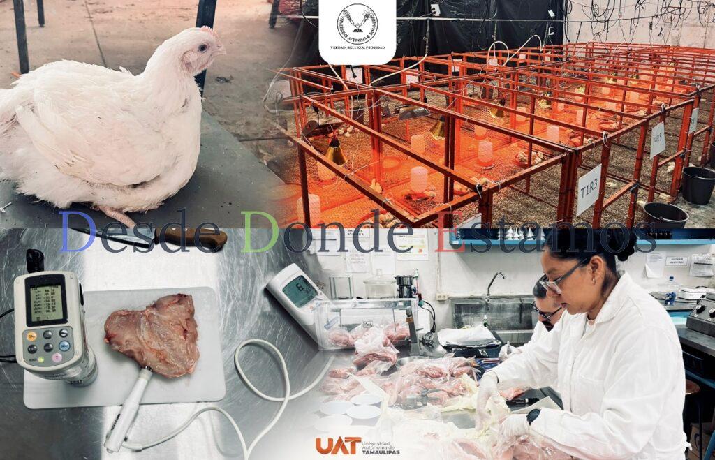 Producirá UAT pollos de engorda con mayor calidad nutritiva y saludable