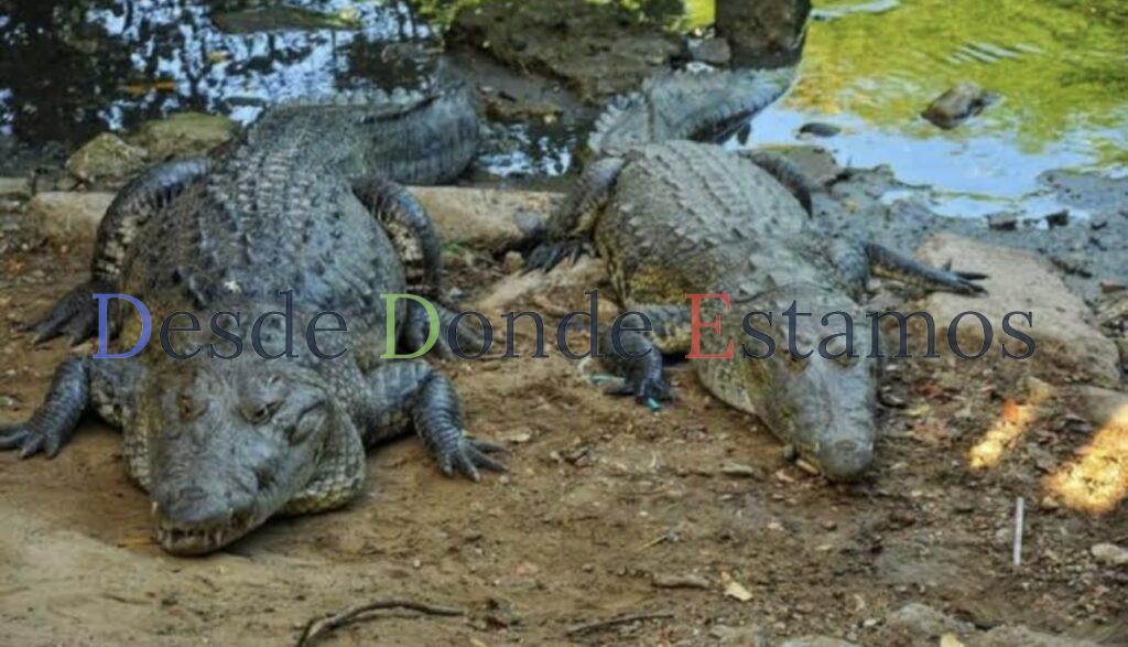 Atienden en el sur problema de cocodrilos