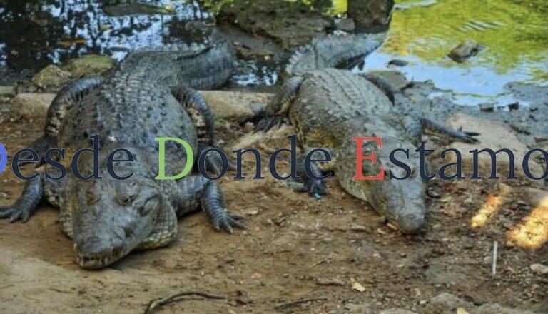 Atienden en el sur problema de cocodrilos