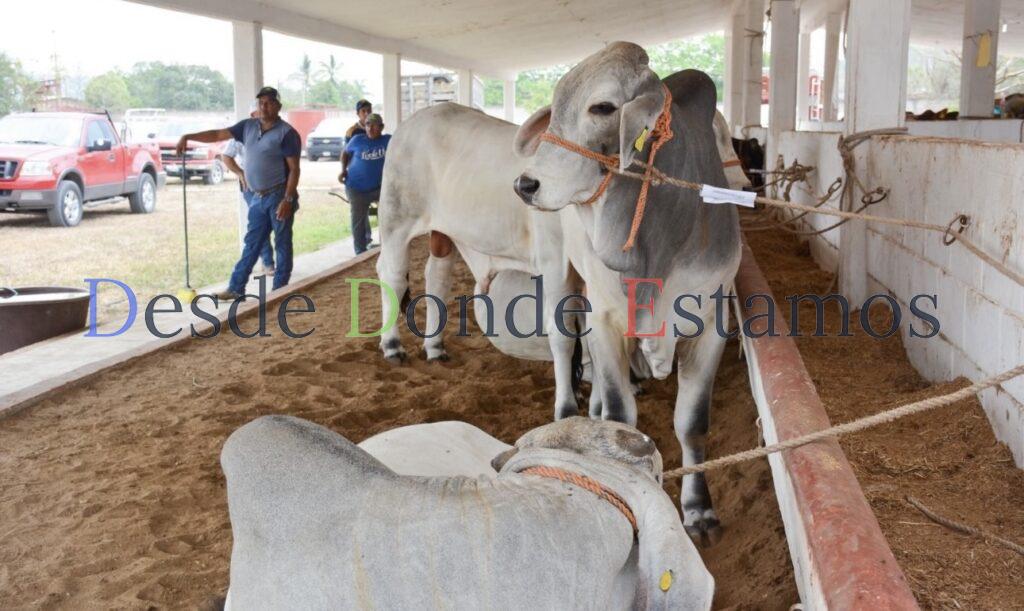 Mermó la exportación de ganado en 170 millones de pesos