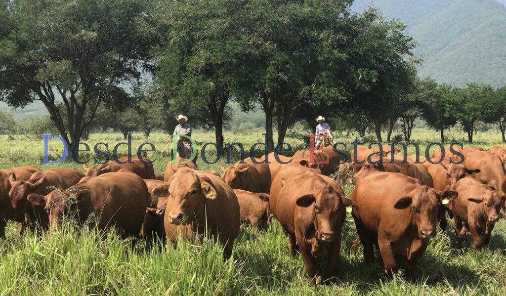 Propondrán ganaderos a engordadoras mejores precios