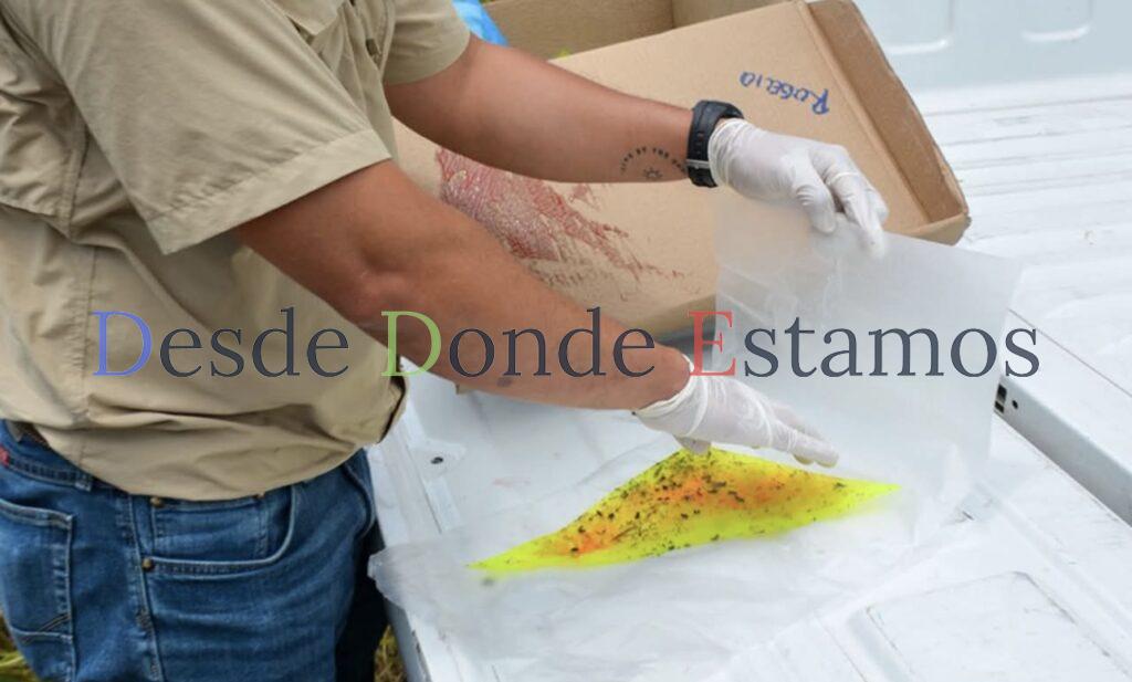 Invierte Tamaulipas en prevención y monitoreo contra gusano barrenador