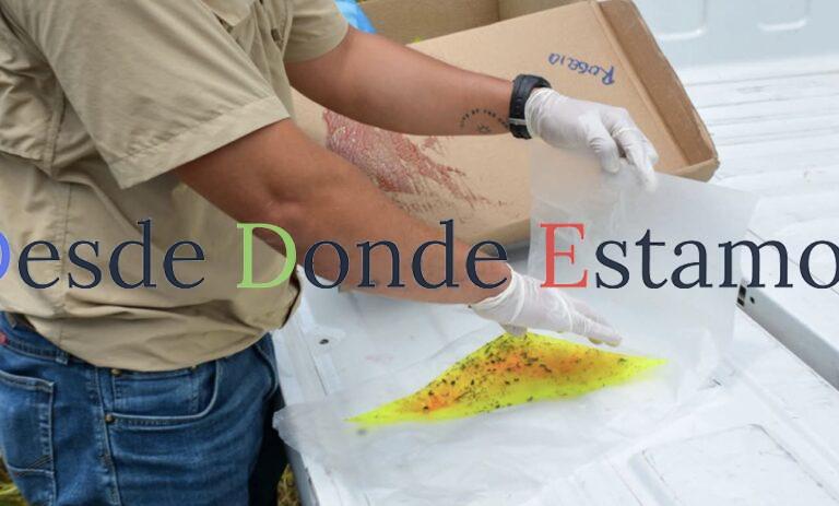 Invierte Tamaulipas en prevención y monitoreo contra gusano barrenador