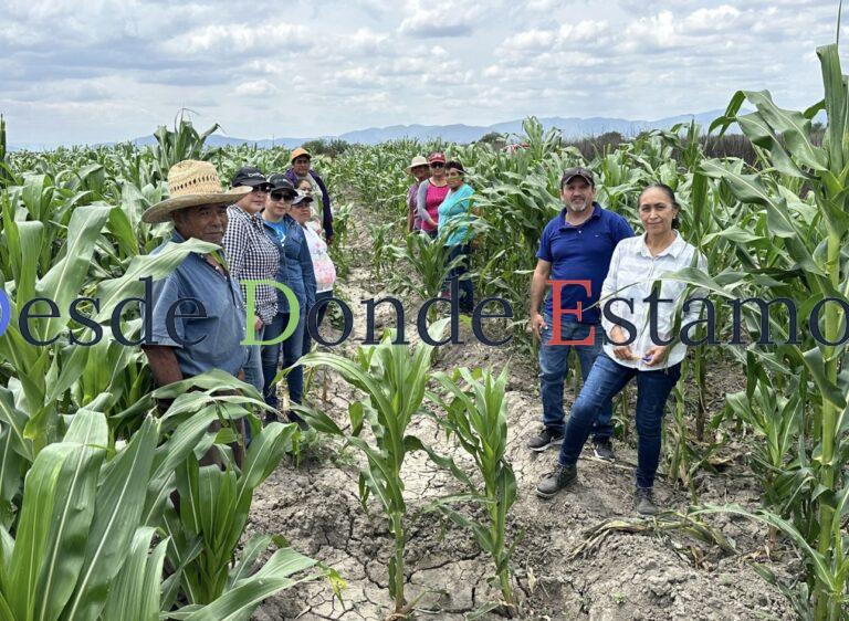 Impulsan productividad y sostenibilidad del sector agropecuario tamaulipeco