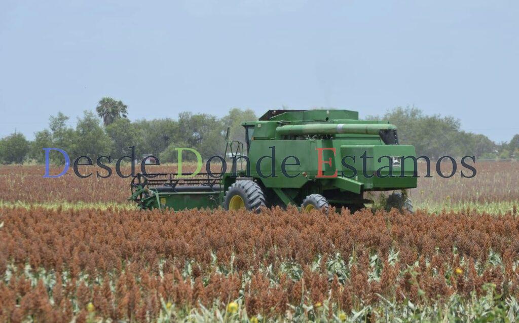 Baja producción de sorgo 1.4 millones de toneladas