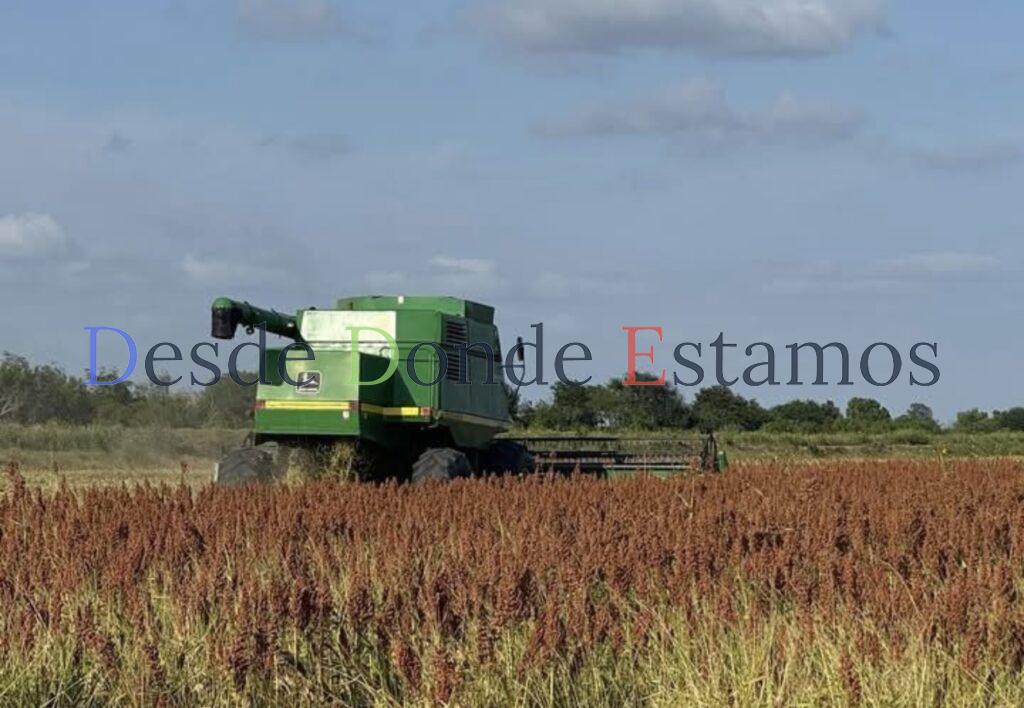 Complicado sostener producción de sorgo