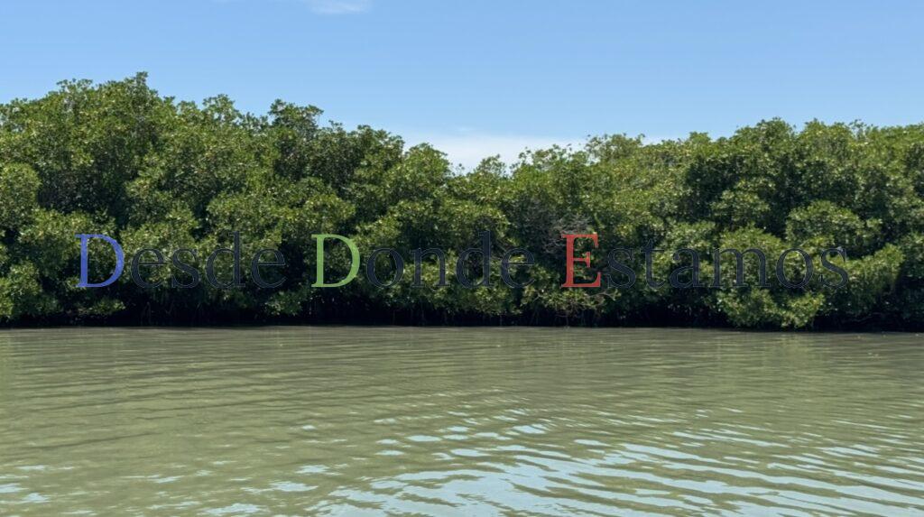 Preocupa deforestación de manglares